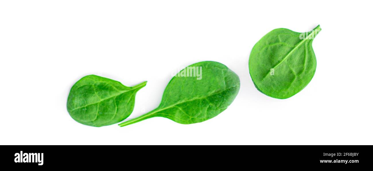 Flying Spinach leaves isolated on white background. Spinach Macro. Top