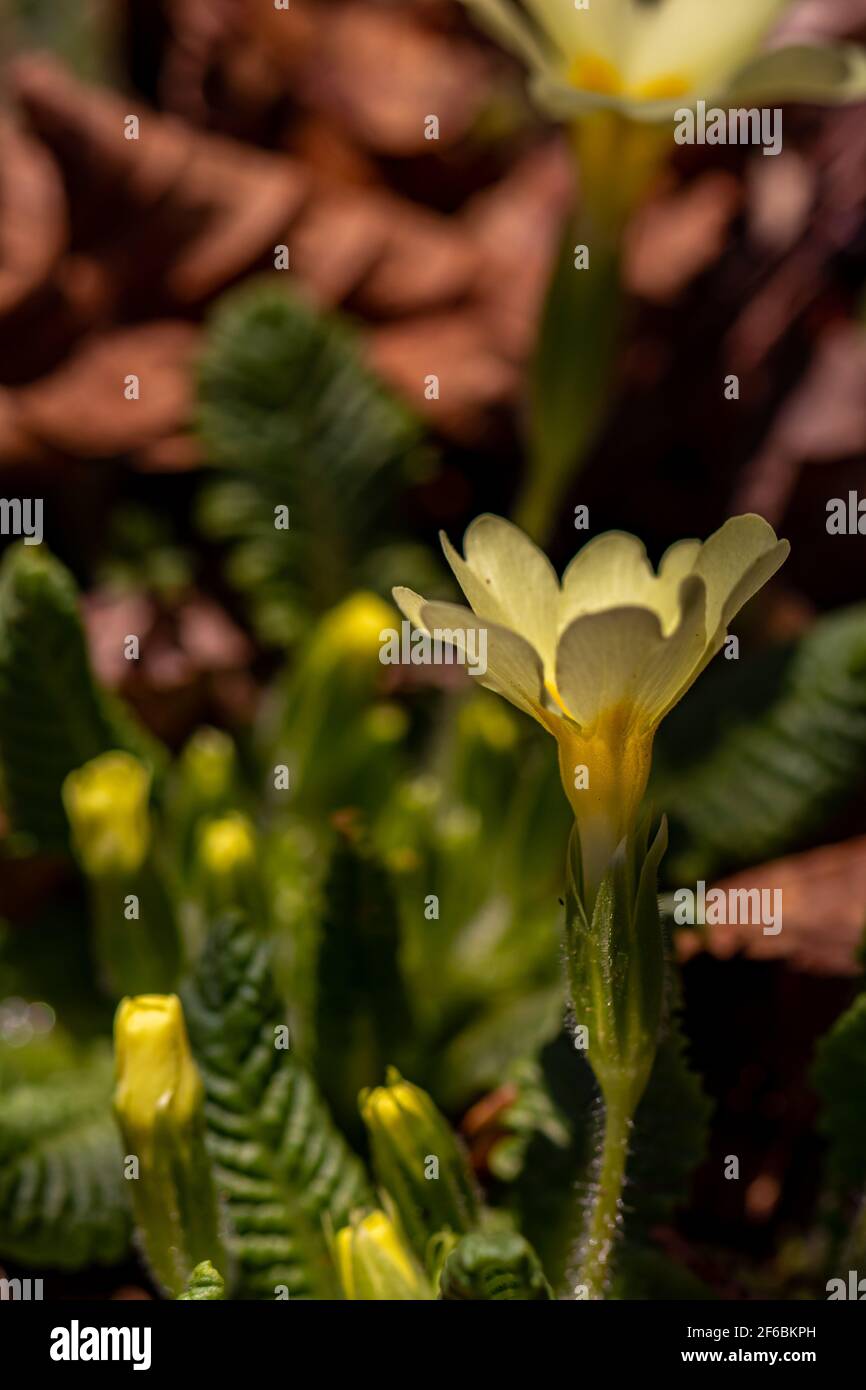 A bunch of primroses in the forest Stock Photo