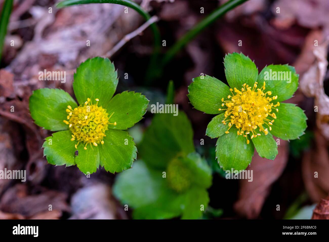 Hacquetia epipactis plant growing in forest Stock Photo