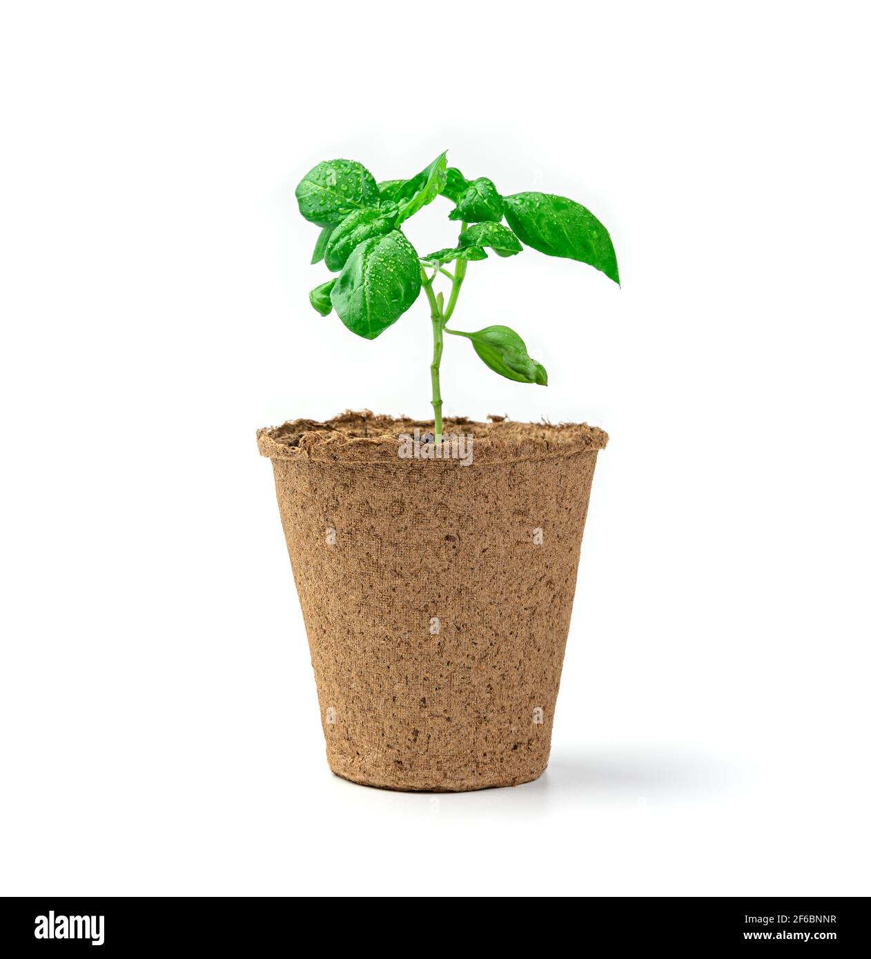A young basil sprout in a pot is isolated on a white background. Stock Photo