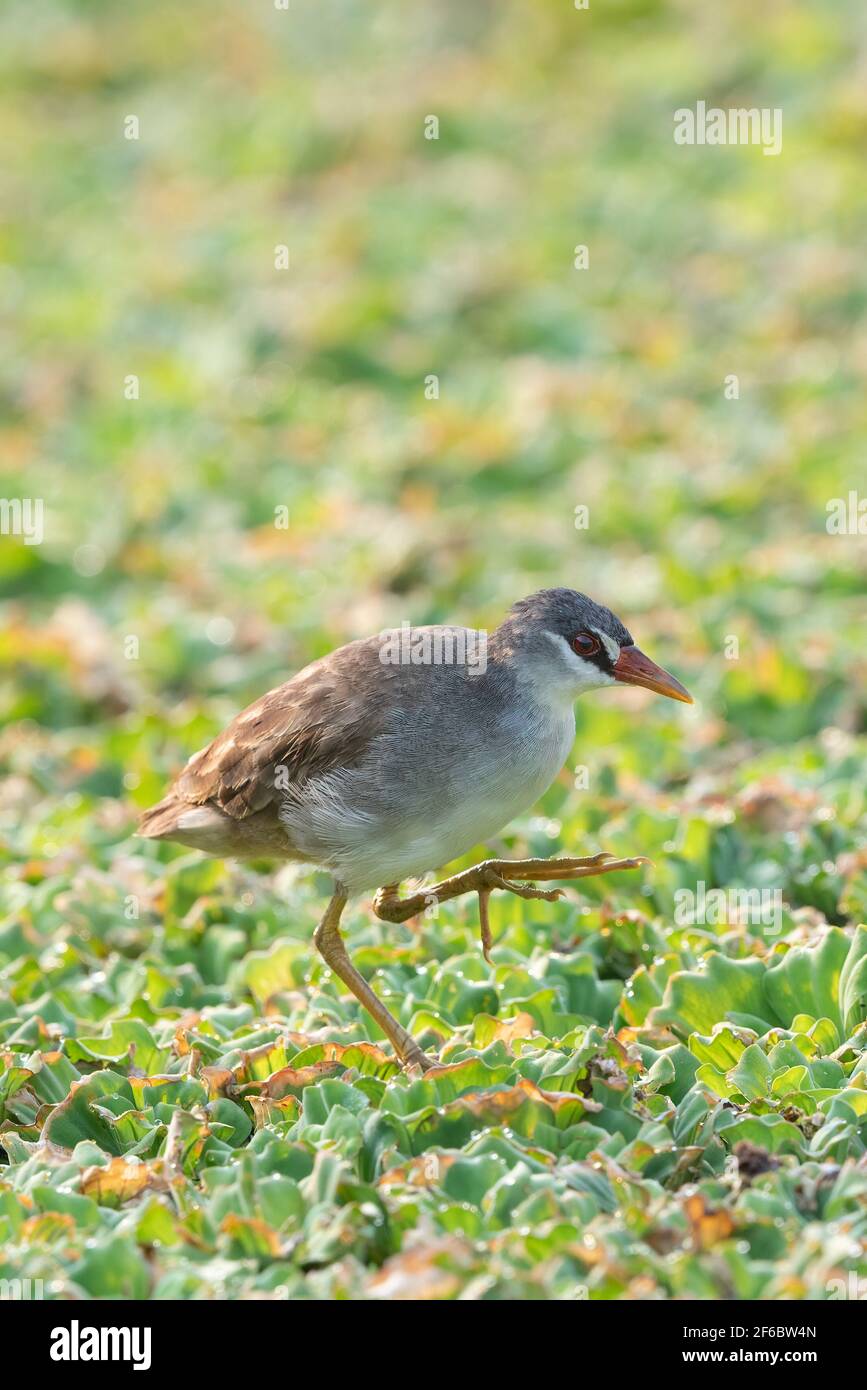 A delicate-looking inhabitant of densely vegetated wetlands, where it scrambles over floating plants and between the stems of standing ones. Stock Photo