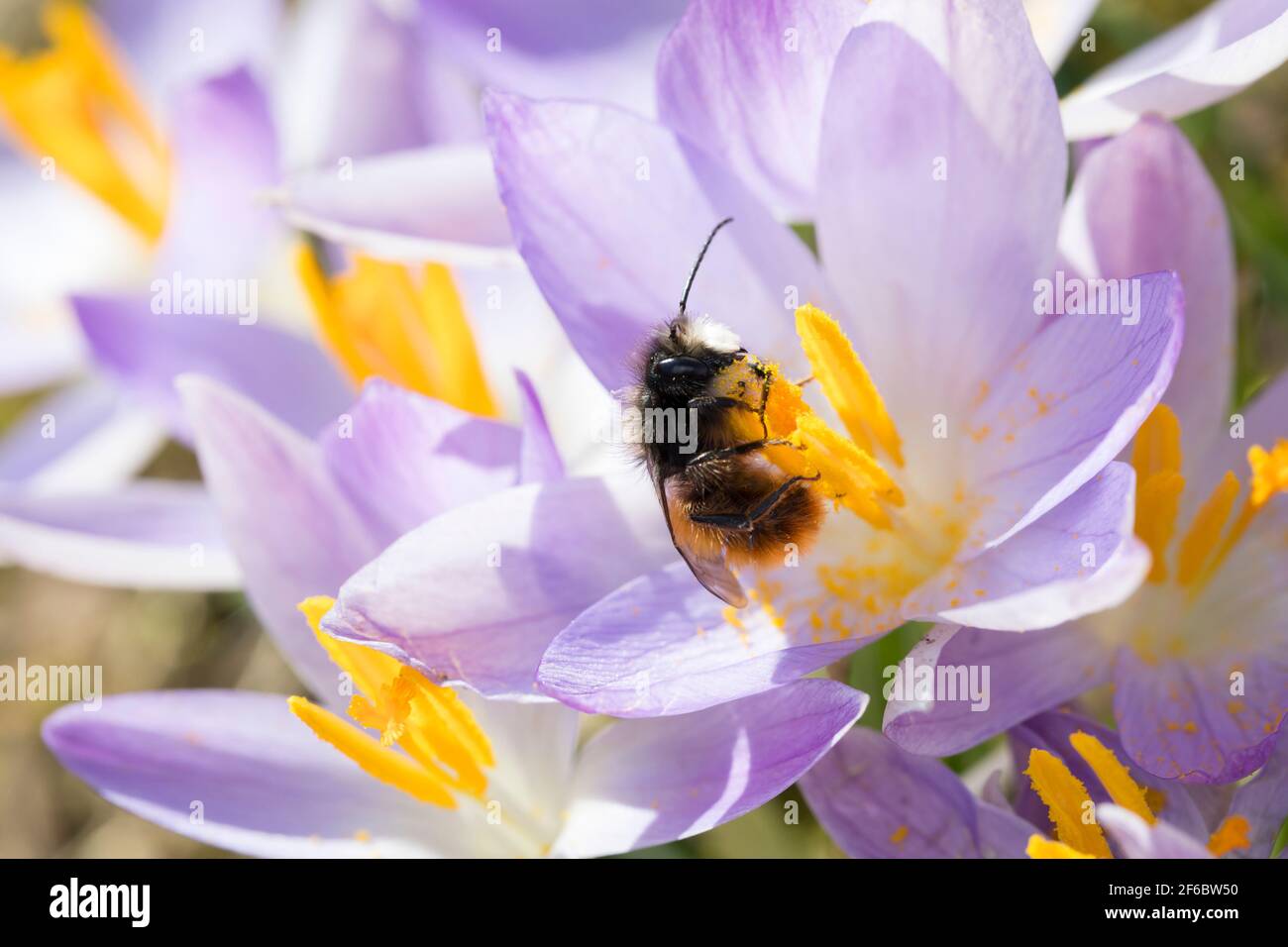 التزحلق قطر الدائرة عائق blomsterpotte malt med oksehorn - pishro-lift.com