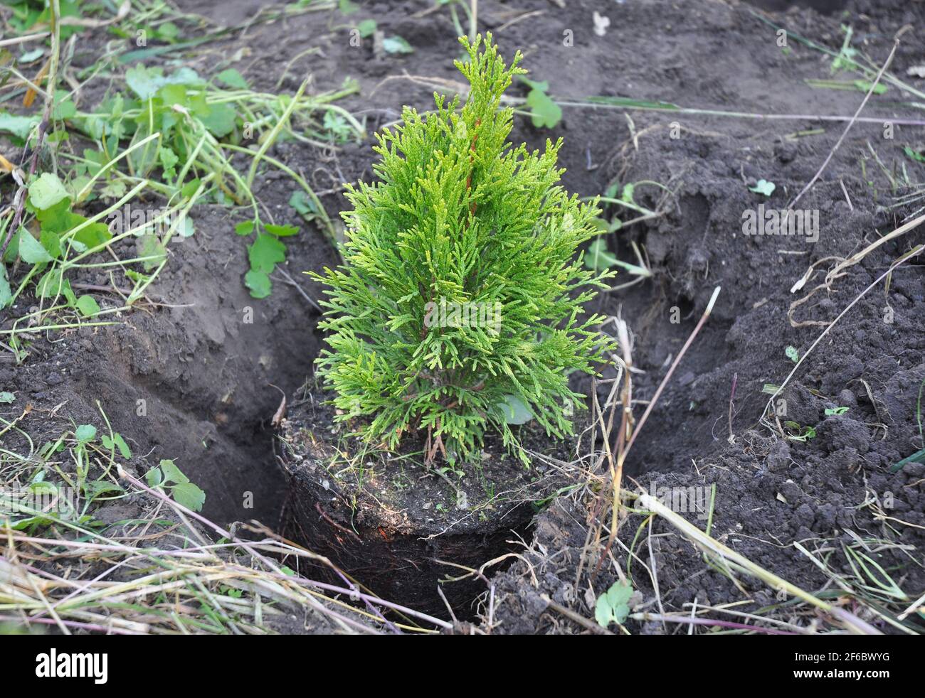 Thuja Sapling with Roots (Thuja Occidentalis Golden Brabant). Planting Cypress. Stock Photo