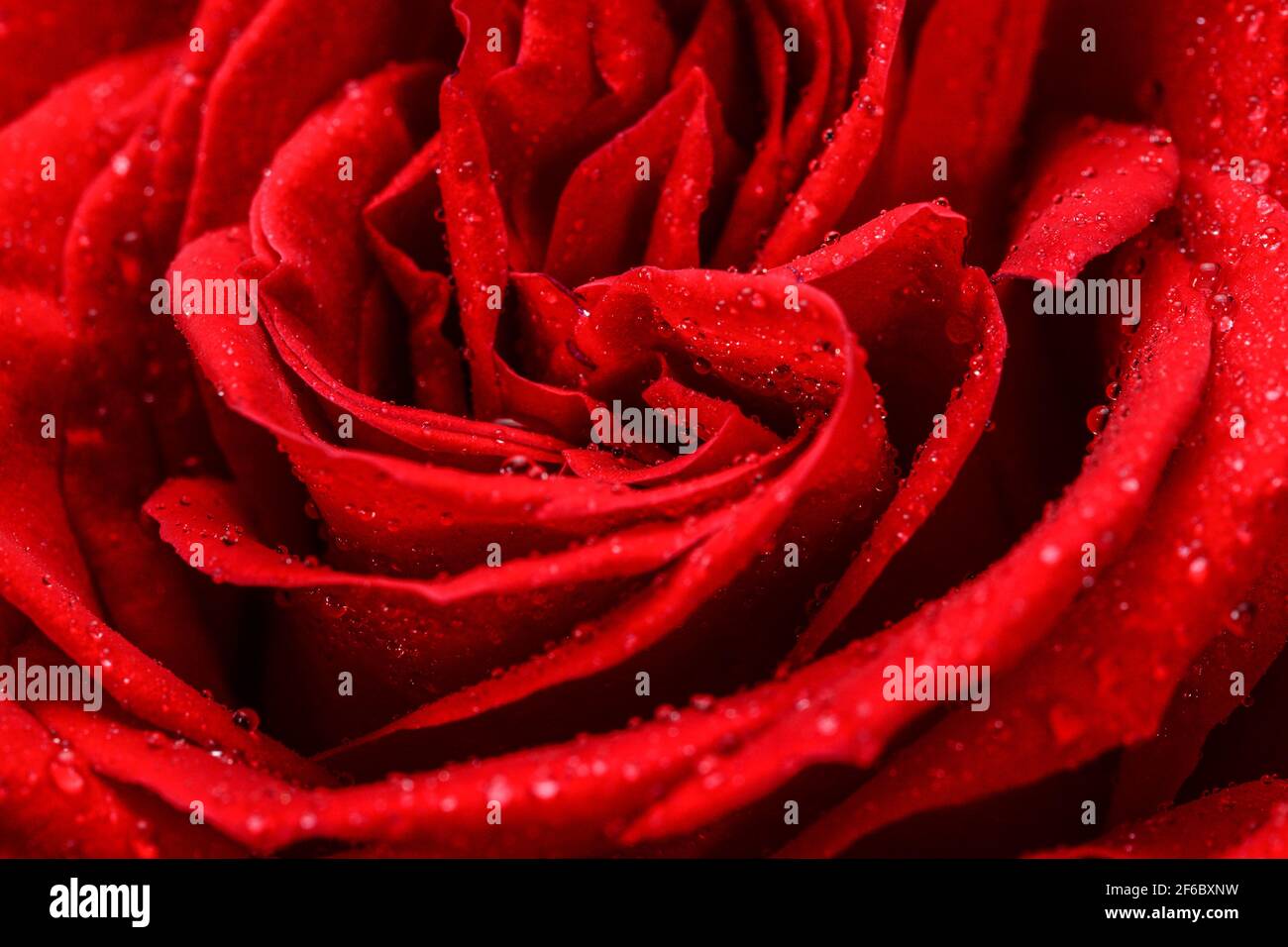 Red rose flower background with drops of dew, close up macro Stock ...