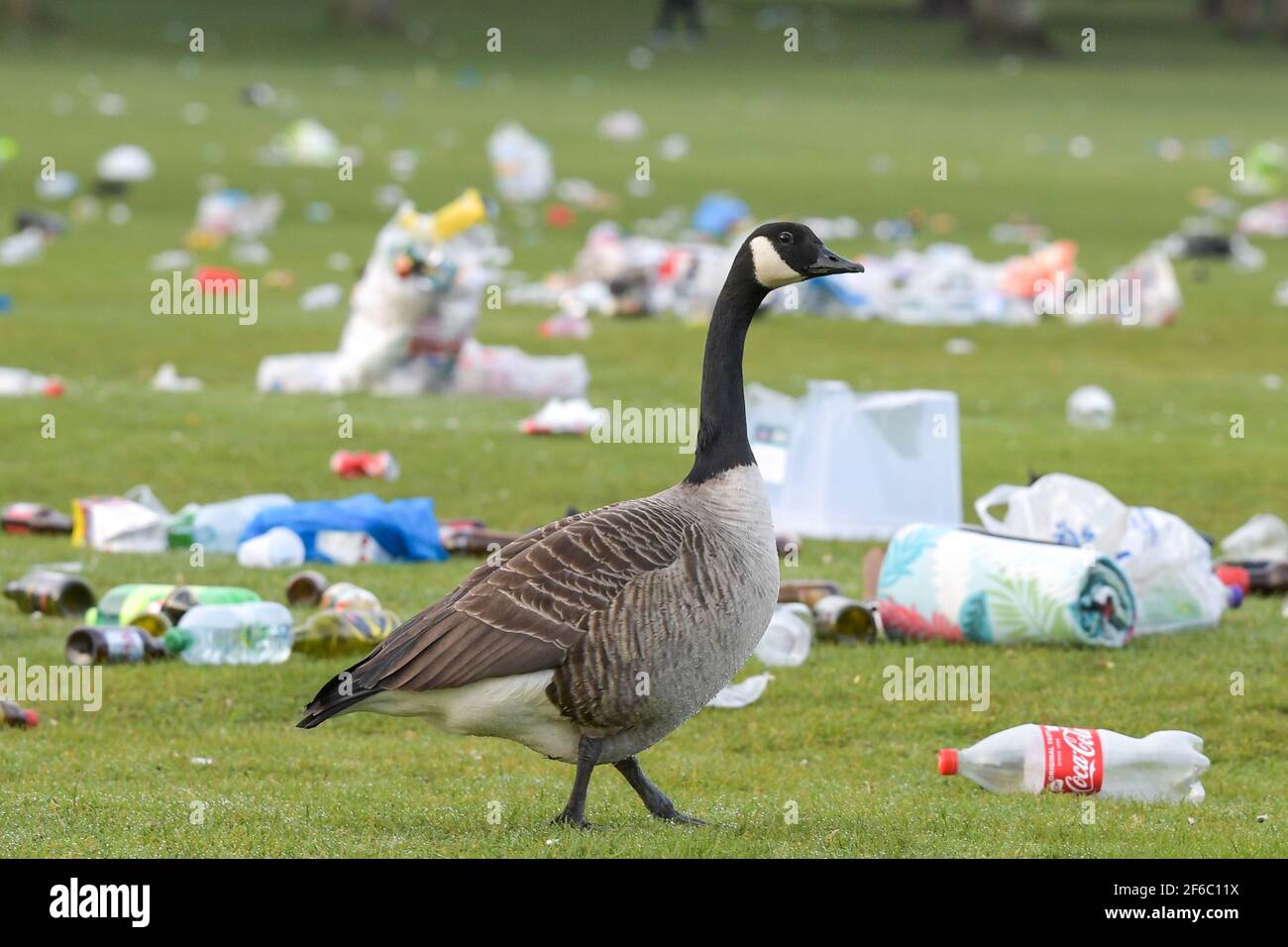 Birmingham, West Midlands, UK. 31st Mar, 2021. A sea of litter was left strewn across Cannon Hill Park this morning after scores of people came to sunbathe in yesterday's record breaking March temperatures. Glass bottles, hippy crack gas cannisters and BBQ's were dumped on the grass. A Canada Goose waddled through the heart breaking mess in almost disbelief at what its home has become. Waste bins were also overflowing with trash. Pic by Credit: Sam Holiday/Alamy Live News Stock Photo