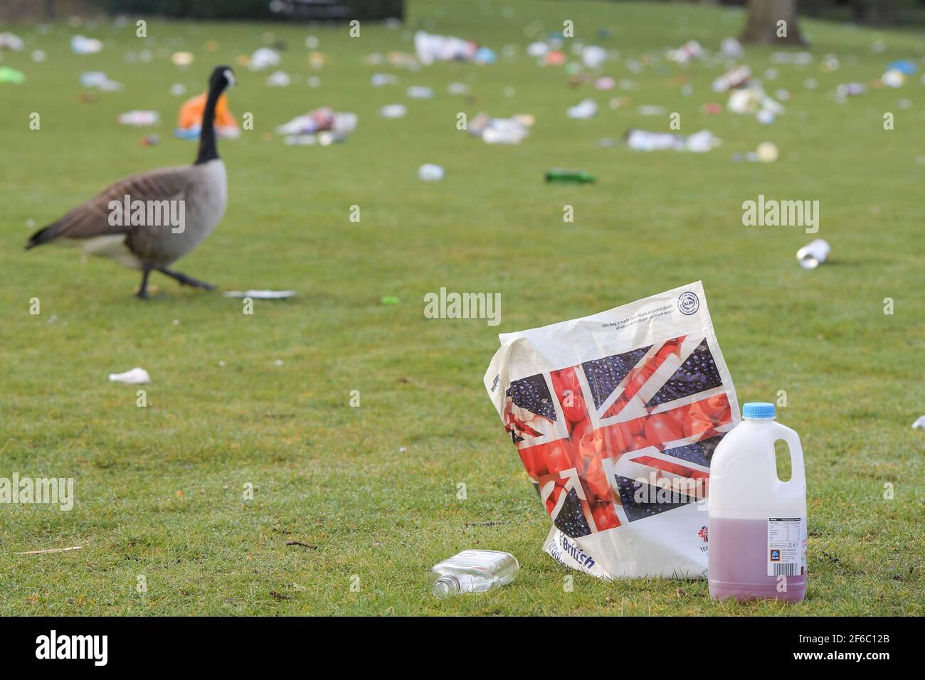 Birmingham, West Midlands, UK. 31st Mar, 2021. A sea of litter was left strewn across Cannon Hill Park this morning after scores of people came to sunbathe in yesterday's record breaking March temperatures. Glass bottles, hippy crack gas cannisters and BBQ's were dumped on the grass. A Canada Goose waddled through the heart breaking mess in almost disbelief at what its home has become. Waste bins were also overflowing with trash. Pic by Credit: Sam Holiday/Alamy Live News Stock Photo