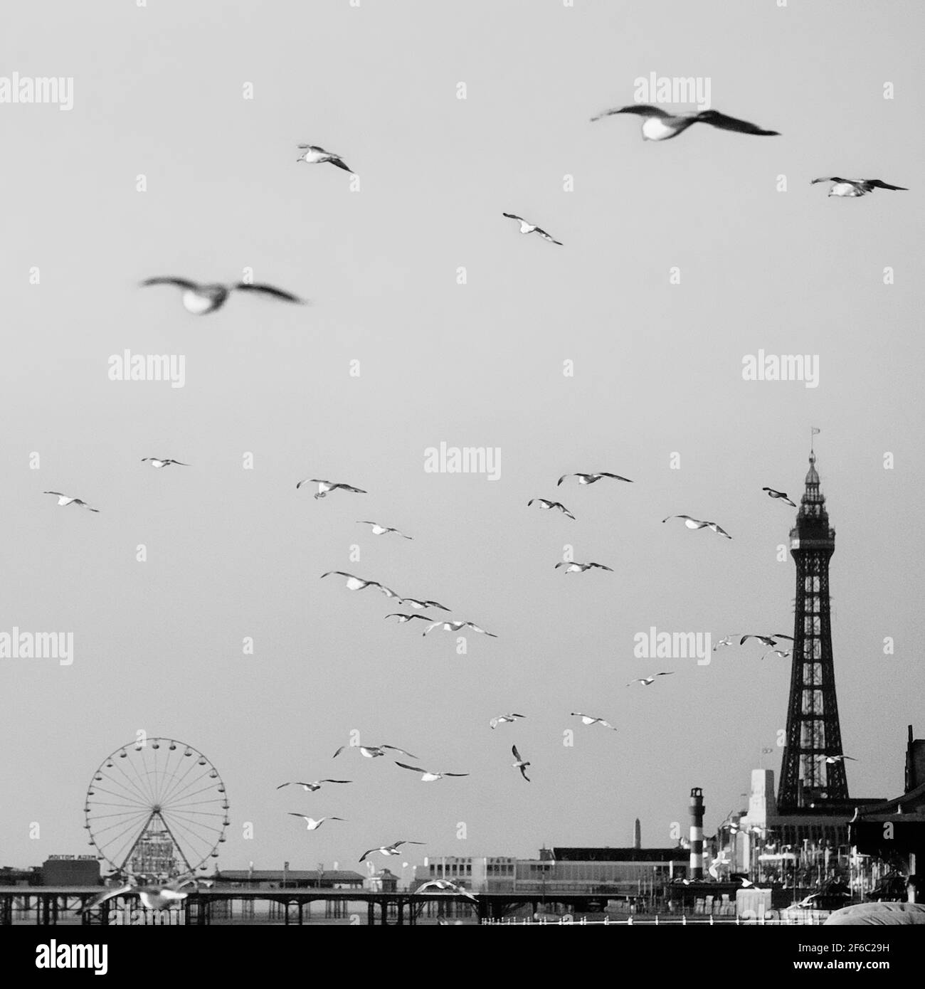 A flock of herring gulls (Larus argentatus)  Blackpool, Lancashire, England, UK Stock Photo