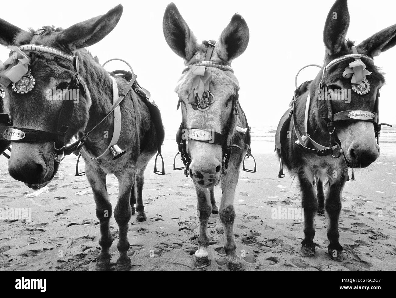 Beach donkeys on Blackpool beach, Lancashire, England, UK Stock Photo