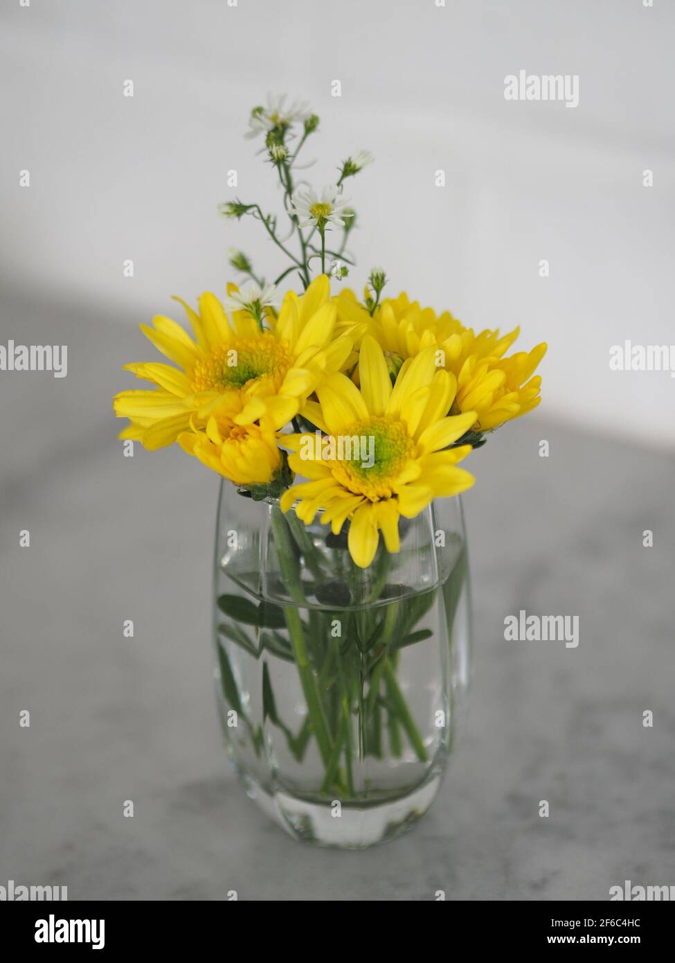 Yellow Gerbera Flower beautiful bouquet in water glass colorful beautiful on white marble table, Barberton daisy Stock Photo