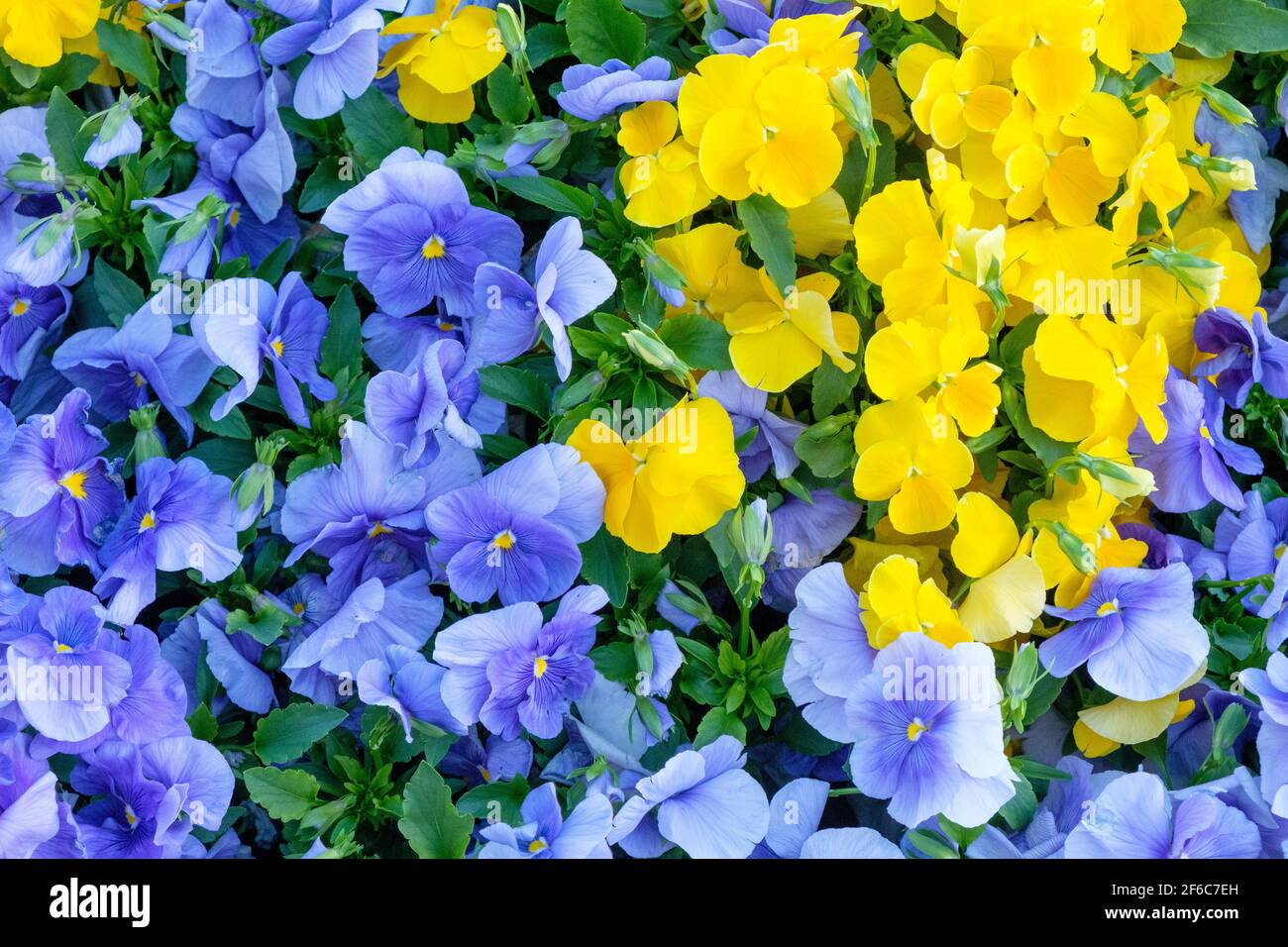 Carnival of Flowers Toowoomba Stock Photo Alamy