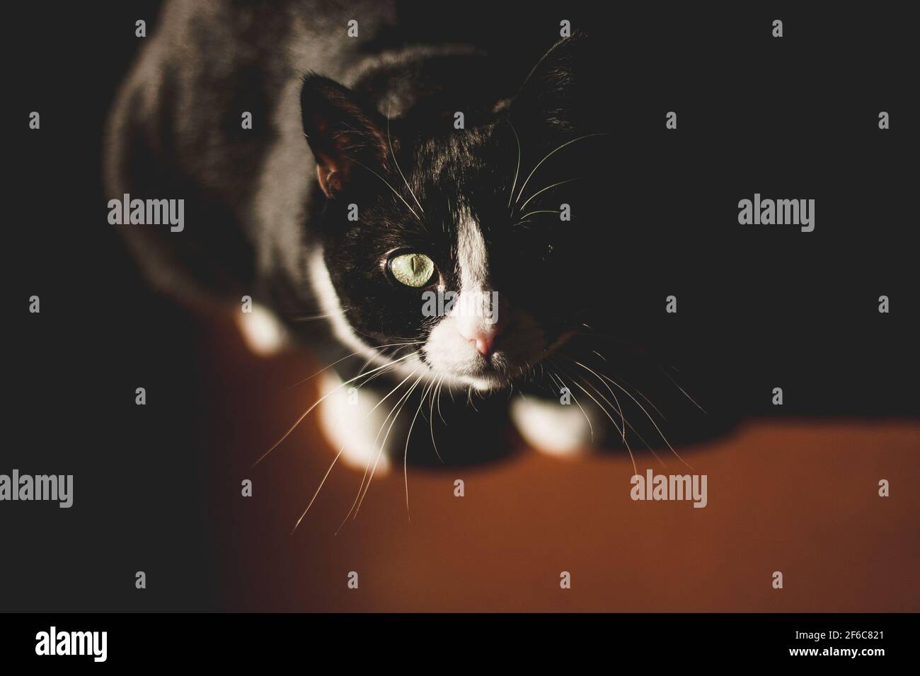 black cat with a white neck and paws and yellow eyes looks at the camera, sitting in a dark room on a red floor in the spring sun shining on the cat's Stock Photo