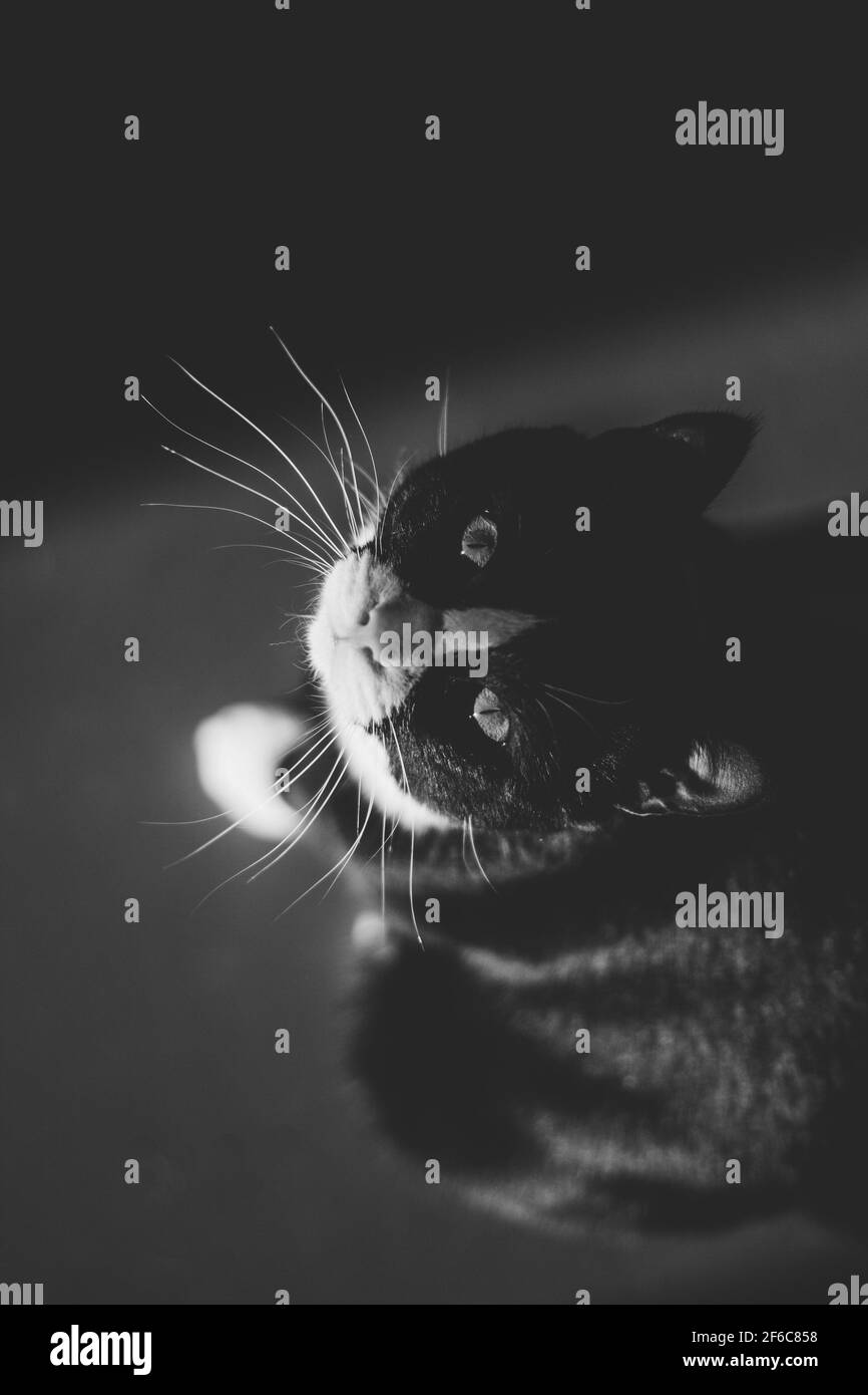 black cat with a white neck and paws and yellow eyes looks into the