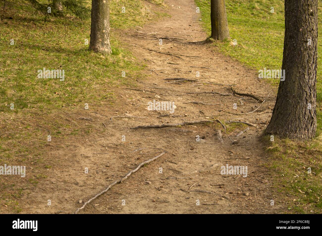 wood path coated rootage trees Stock Photo - Alamy