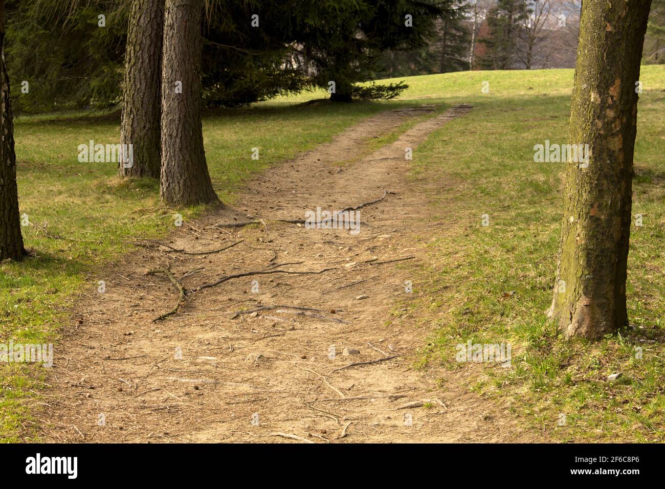 wood path coated rootage trees Stock Photo - Alamy