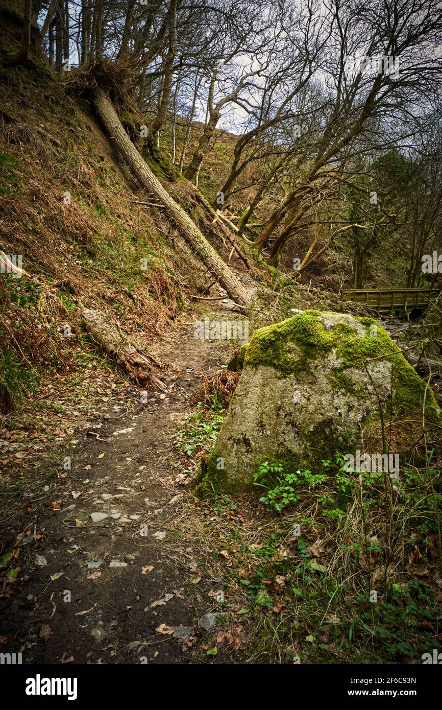 A fallen tree blocking the path at Dhoon Glen, Isle of Man Stock Photo ...