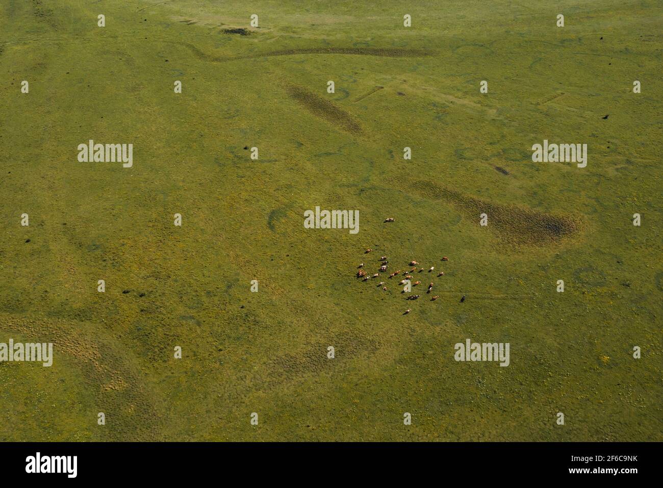 Aerial view of grazing cows in meadow from drone pov, high angle view of farm animals livestock feeding Stock Photo