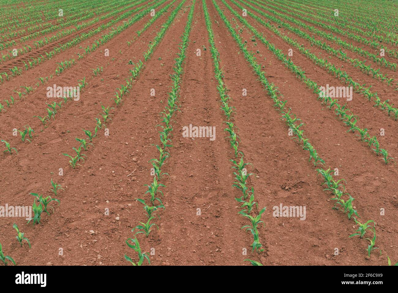 Rows of young green corn crops field in diminishing perspective, maize plantation in spring Stock Photo