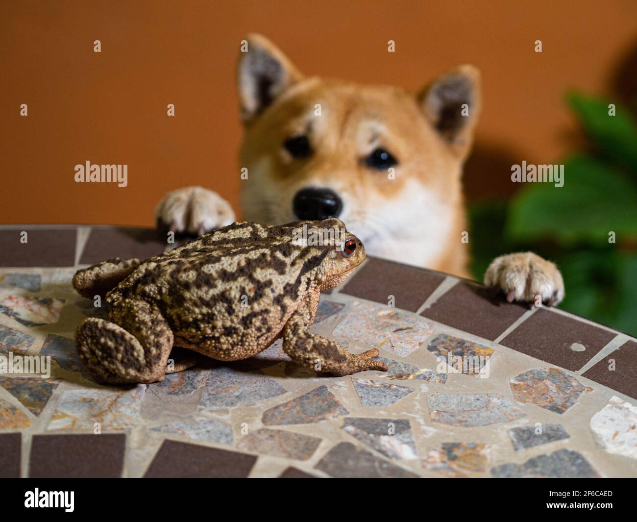 The dog saw a toad sitting on the table Stock Photo