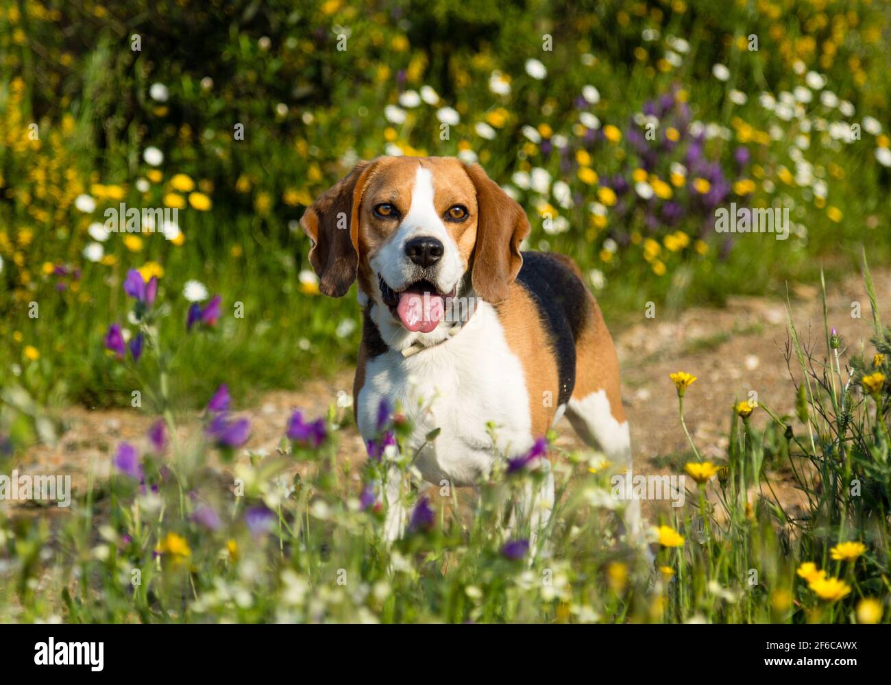 Portrait of a Beagle dog during a walk in a spring. Stock Photo