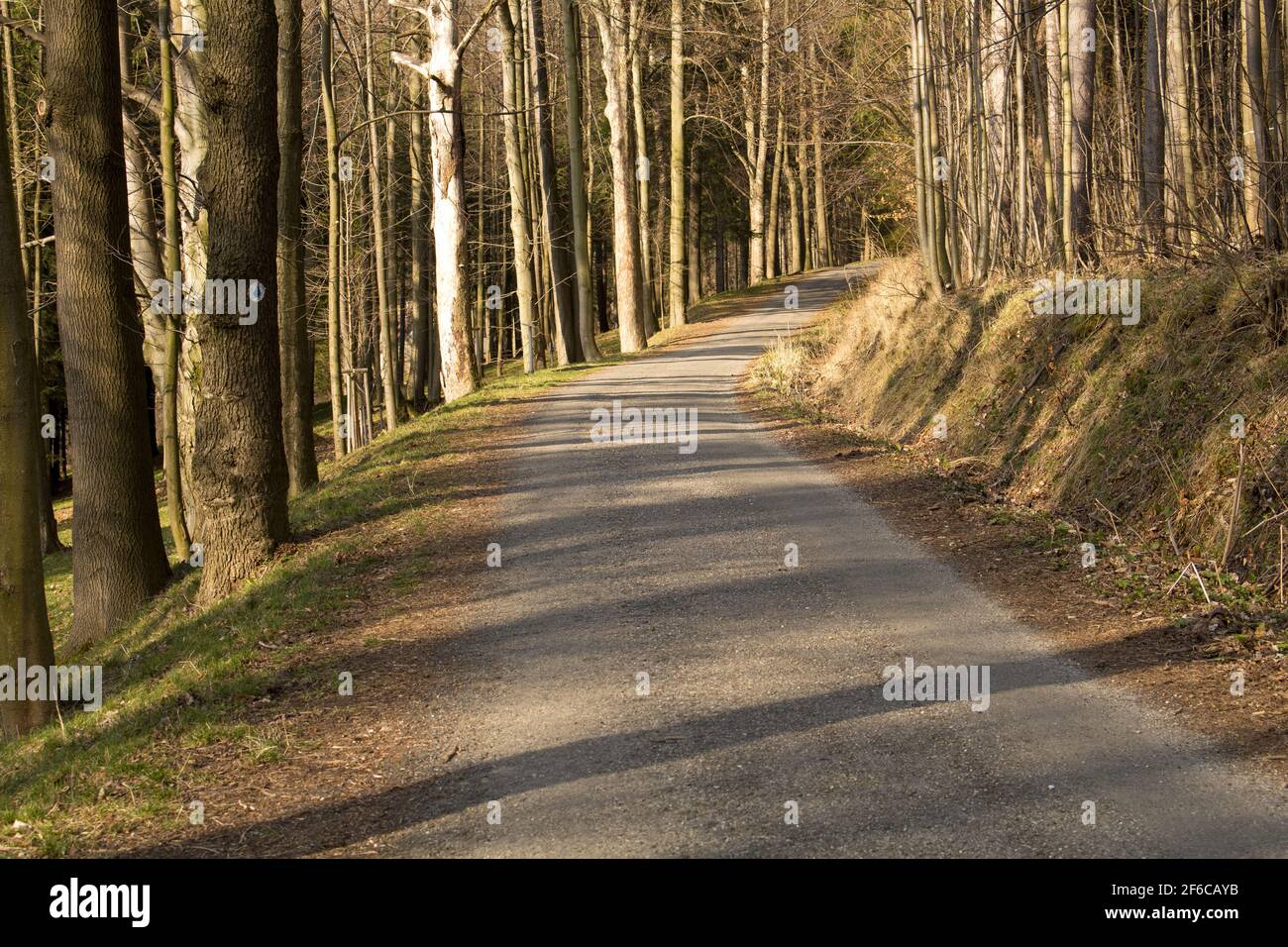 rural road into the forest Stock Photo