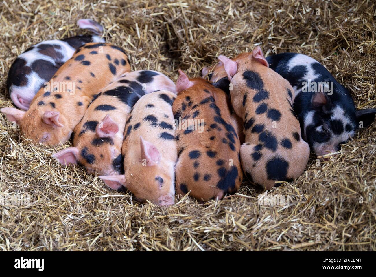 Litter of free range piglets sleeping in a pile on a straw bed, North Yorkshire, UK. Stock Photo