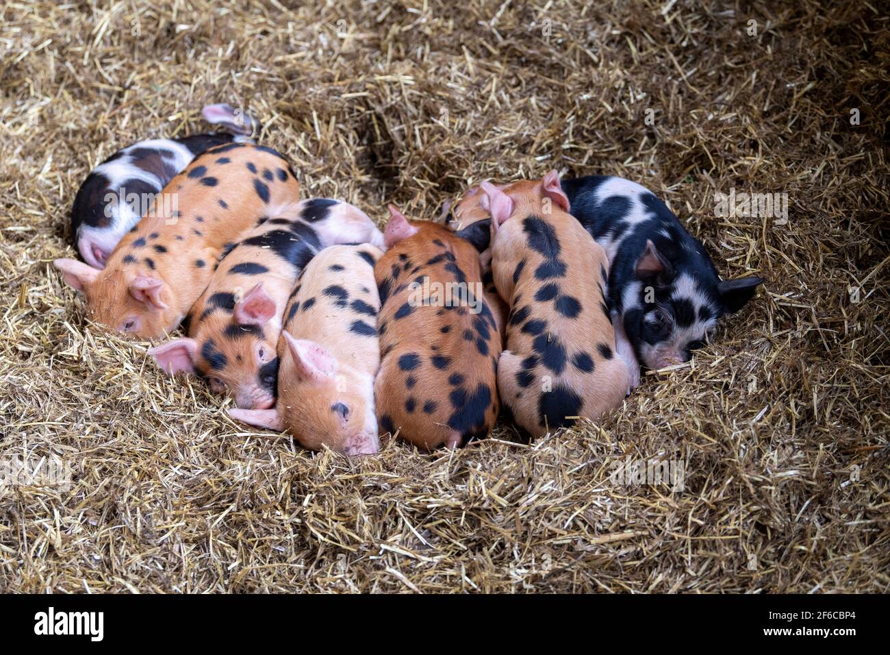 Litter of free range piglets sleeping in a pile on a straw bed, North Yorkshire, UK. Stock Photo