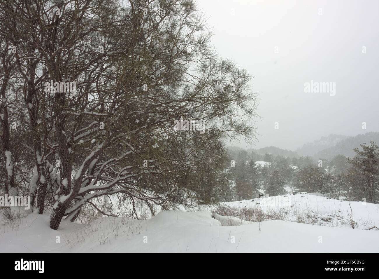 heavy snowfall on mountain of Sicily snow covered broom and pine trees in Etna Park Stock Photo