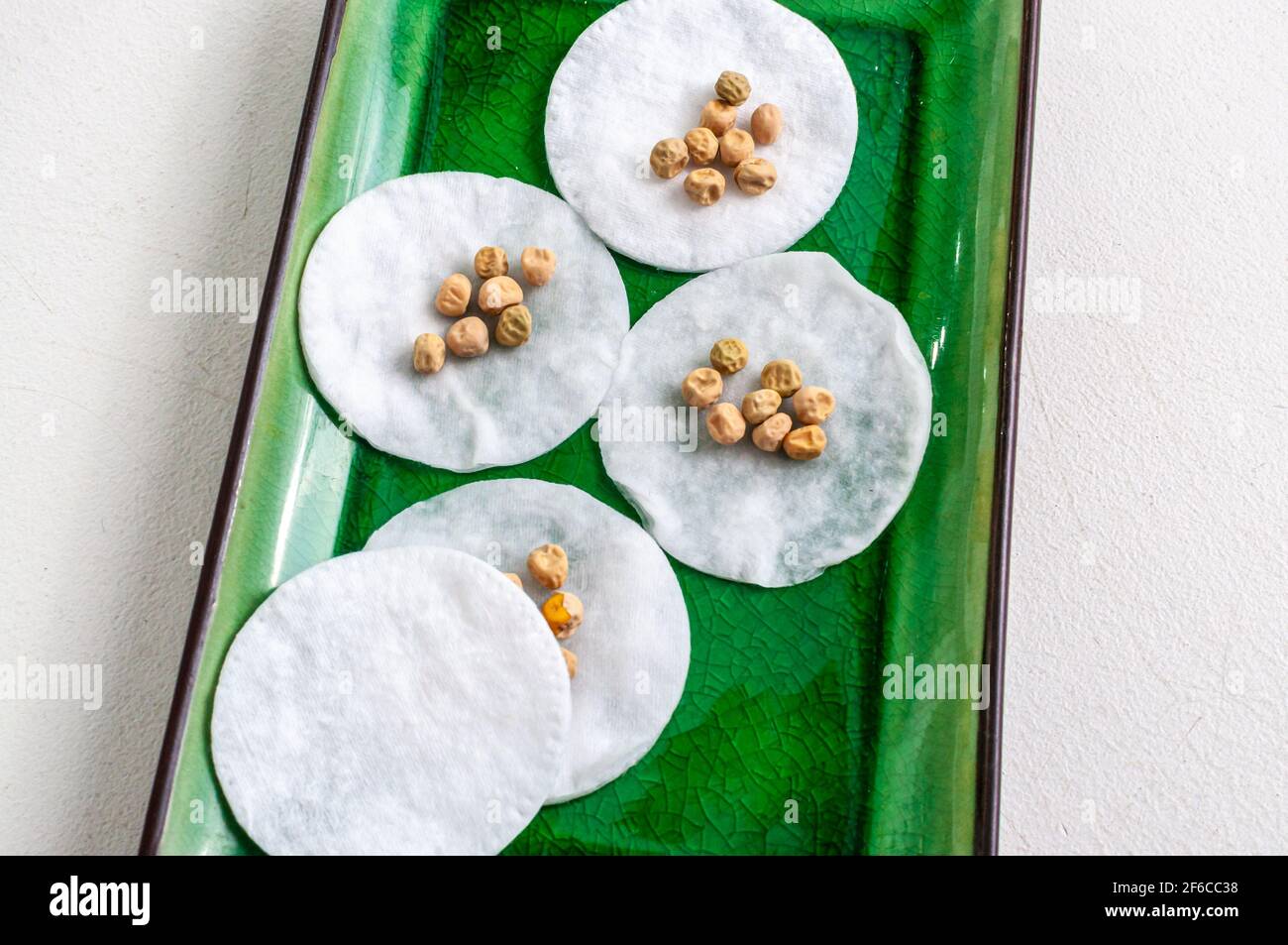 Pre-soaking the seeds before planting to germinate seeds for home gardening and growing plants at home. Seeds in a moist environment on the windowsill Stock Photo