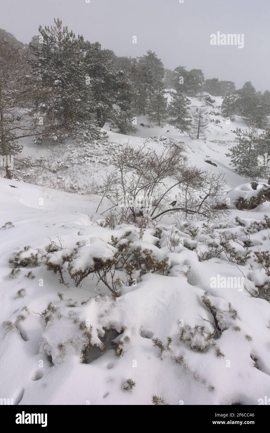 heavy snowfall on mountain of Sicily snow covered thorny bushes and pine trees in Etna Park Stock Photo