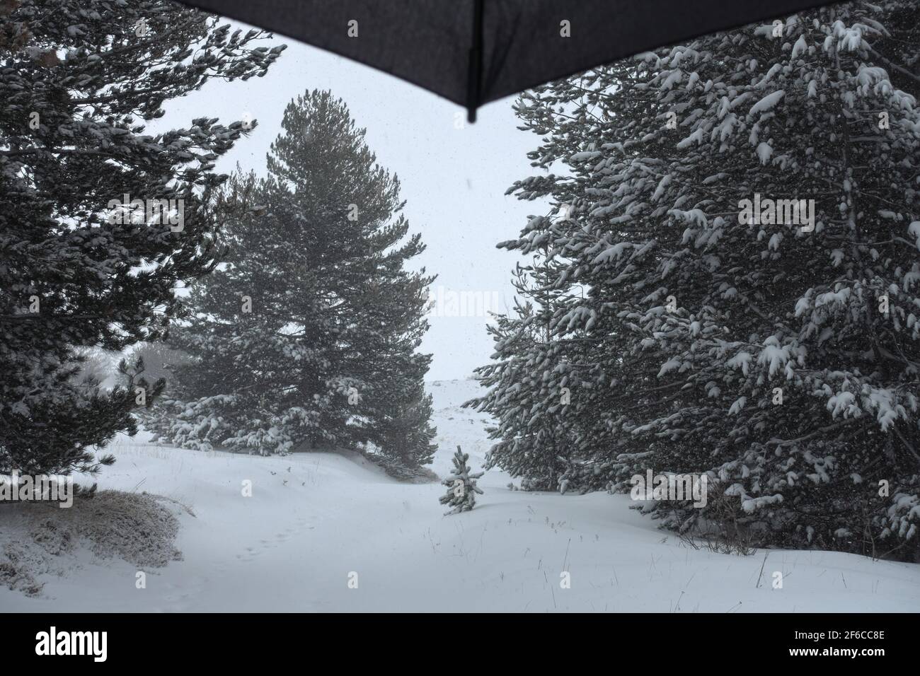 heavy snowfall on pine trees in Sicily snow covered ground on mountain of Etna Park Stock Photo