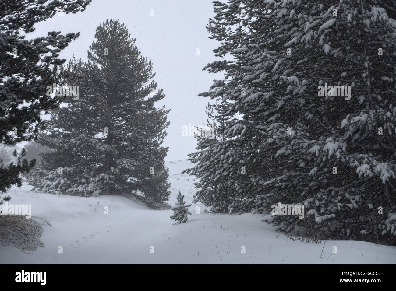heavy snowfall on pine trees in Sicily snow covered ground on mountain of Etna Park Stock Photo