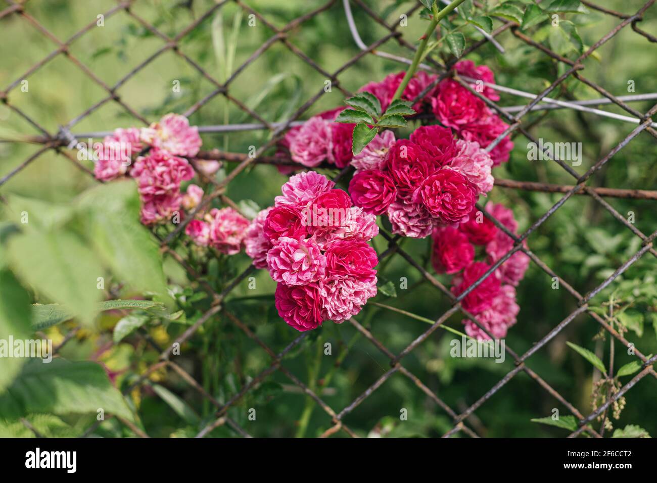Beautiful pink roses on old rusty fence in sunny forsaken garden. Small ...
