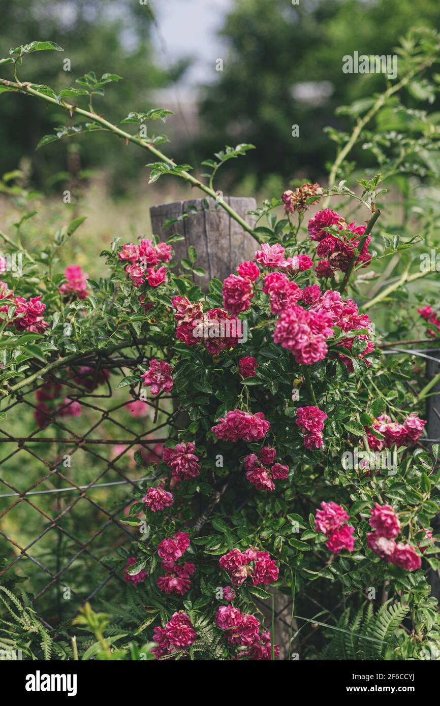 Beautiful pink roses on rustic wooden fence in sunny forsaken garden ...