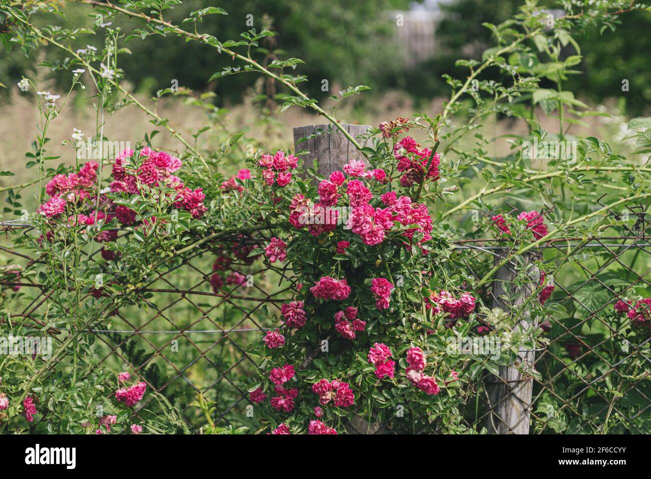 Beautiful pink roses on rustic wooden fence in sunny forsaken garden ...