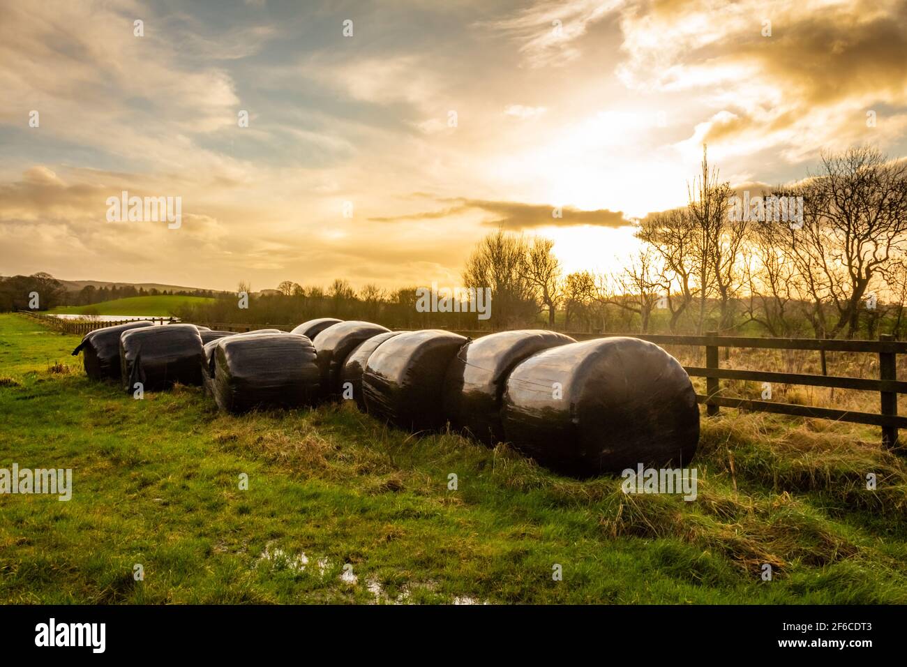 Silage bales beside a wooden fence in a green field, at sunset on a cloudy winter afternoon, Dumfries and Galloway, Scotland Stock Photo