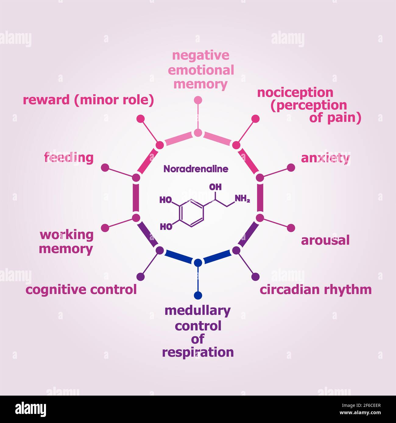 Structural chemical formula of hormone noradrenaline or norepinephrine