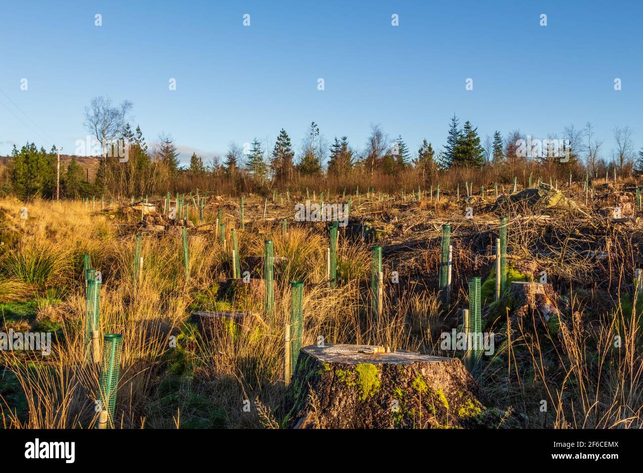 Replanting an old deforested and clear felled coniferous forest with broadleaf trees in tree guard in Scotland Stock Photo