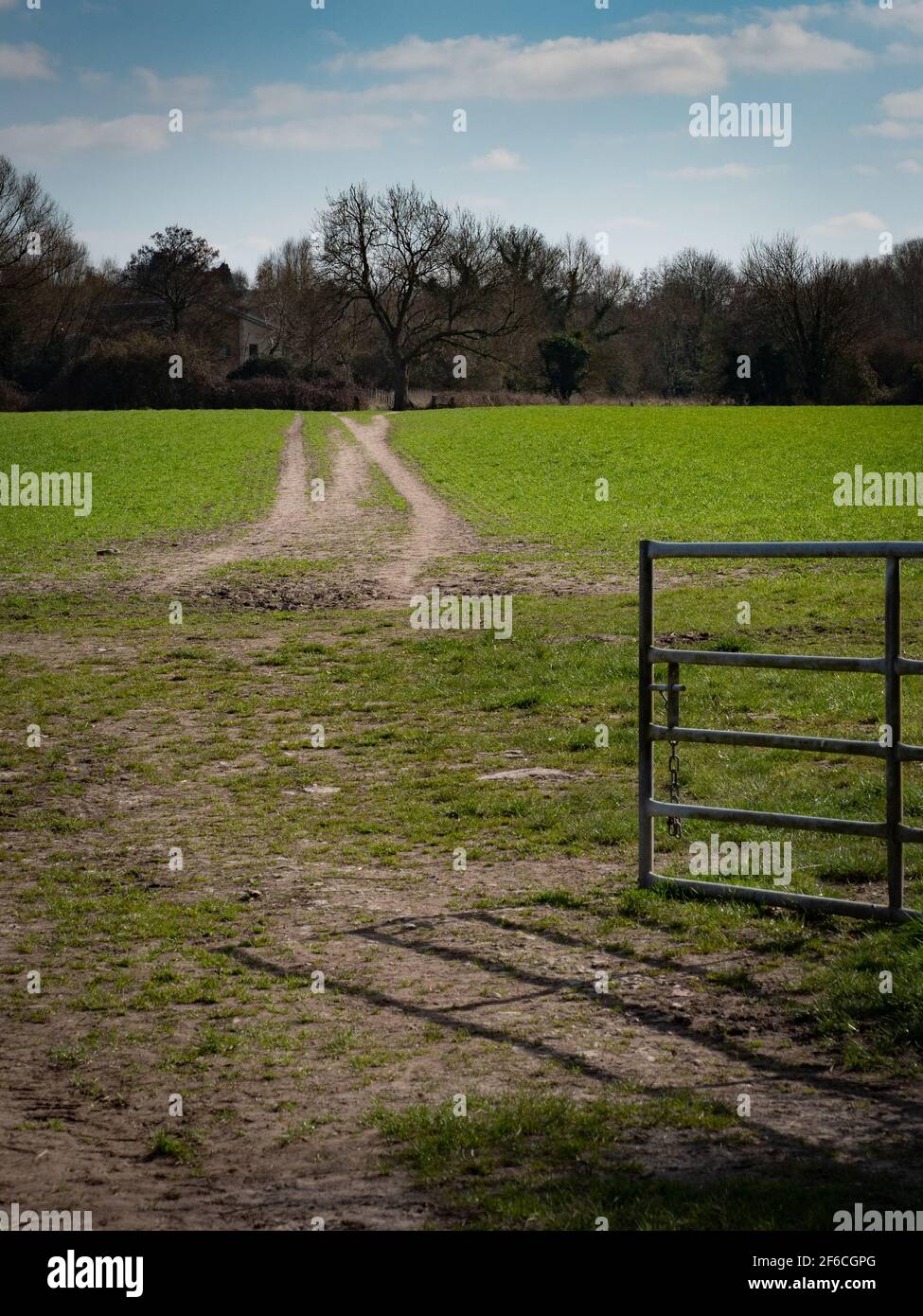 A well trodden track across a field with young crops with the gate left open. Westbury, Wiltshire, England, UK. Stock Photo