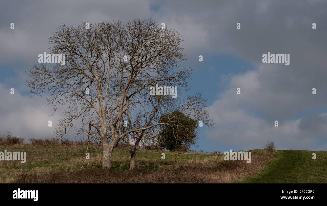 Bare tree on a hillside in winter sunshine near Dilton Marsh, Westbury, Wiltshire, England, UK. Stock Photo