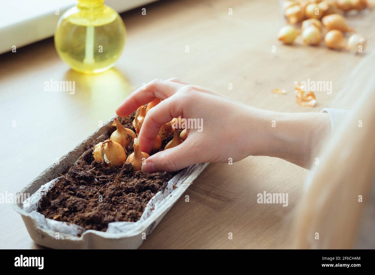 Planting small onions into a reused egg carton to grow green onions at home. Step by step