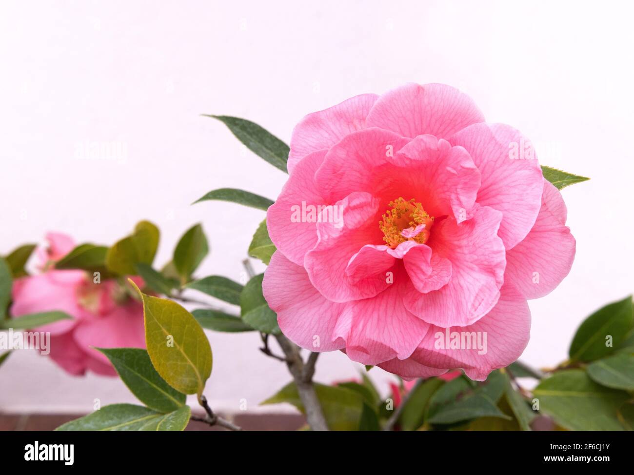 Camellia flower close up; Camellia Japonica aka Common Camellia or Japanese Camellia, close up of the pink flower, UK Stock Photo