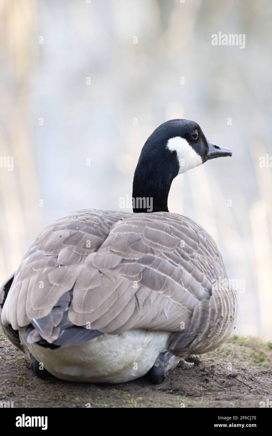 Canada Goose UK;  Branta canadensis; a single adult seen from the rear, Lackford Lakes, Suffolk UK Stock Photo