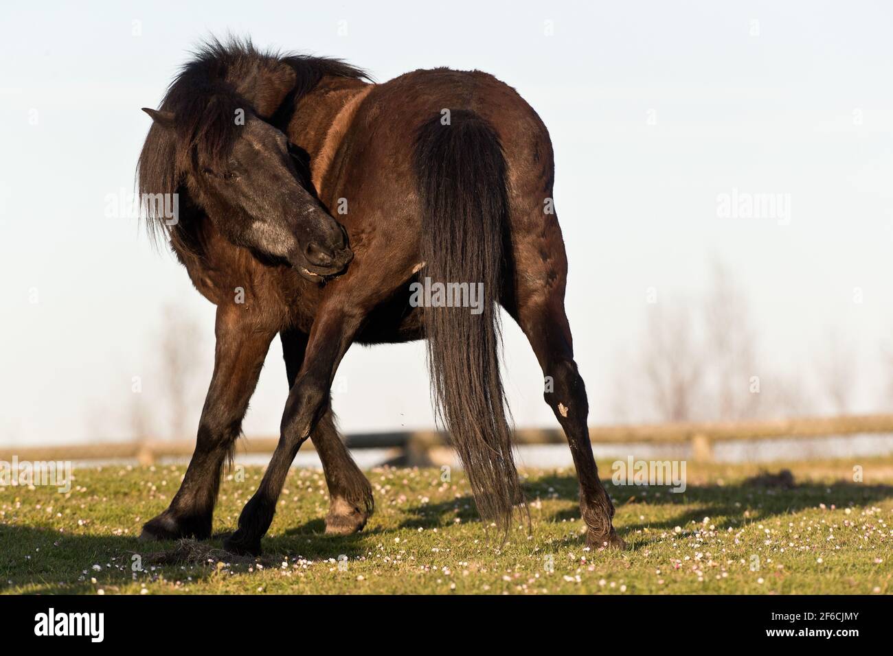 Rustic Pony The Asturcón or Asturian pony is a small breed of rustic horse of ...
