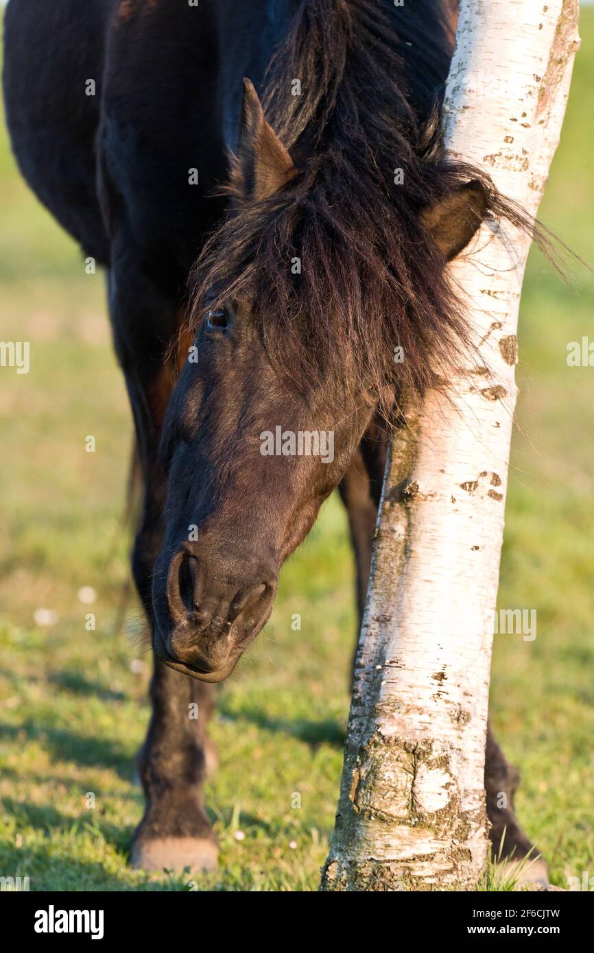 Rustic Pony Side profile of a miniature pony hi-res stock photography and images ...