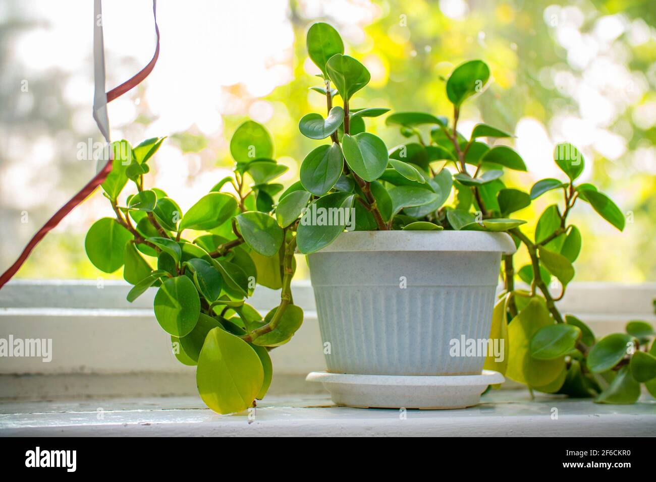 Indoor plant peperomia in a white pot on the windowsill by the window Stock Photo