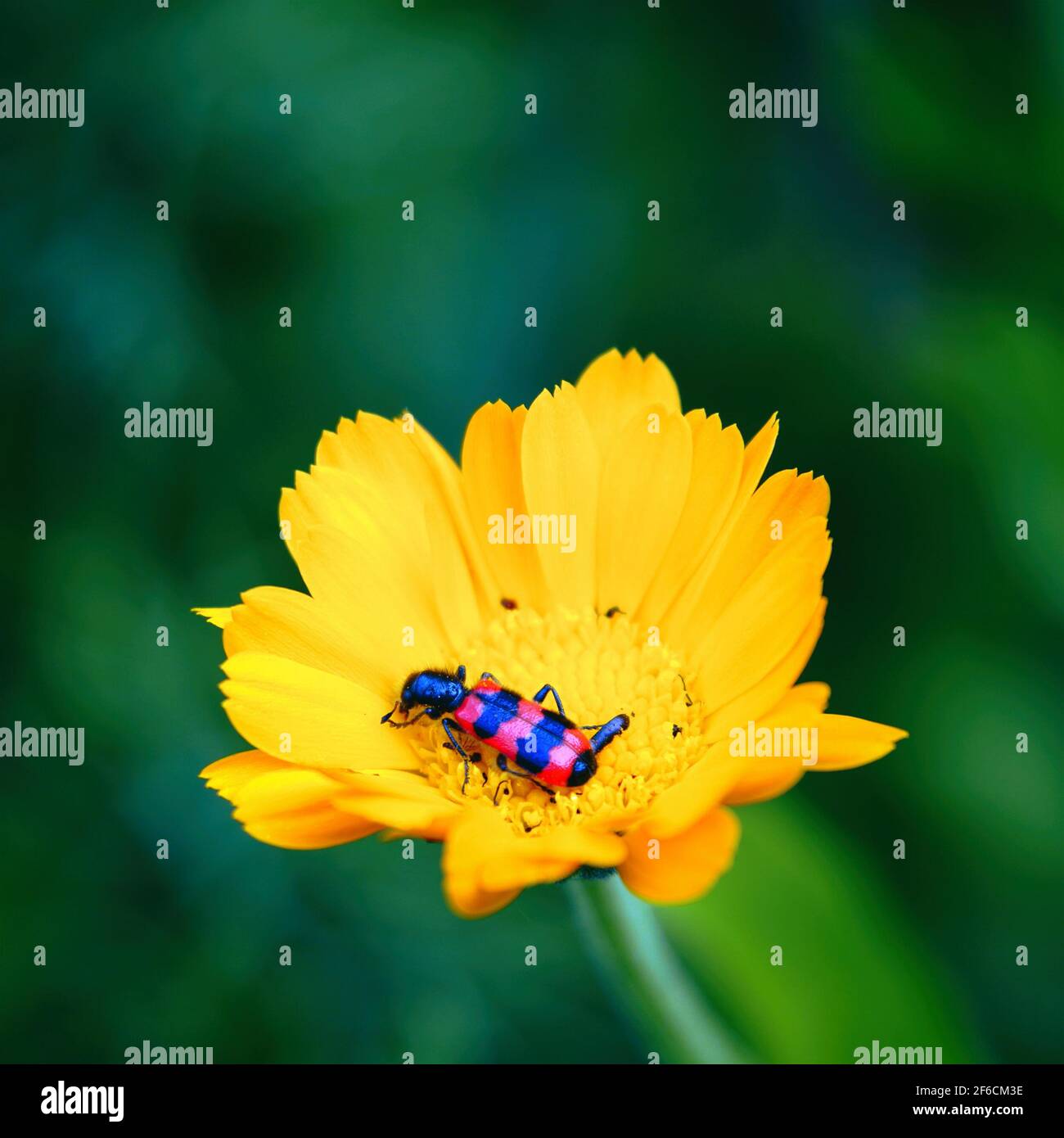A beetle with red stripes on its red back on a yellow flower. Trichodes apiarius Stock Photo