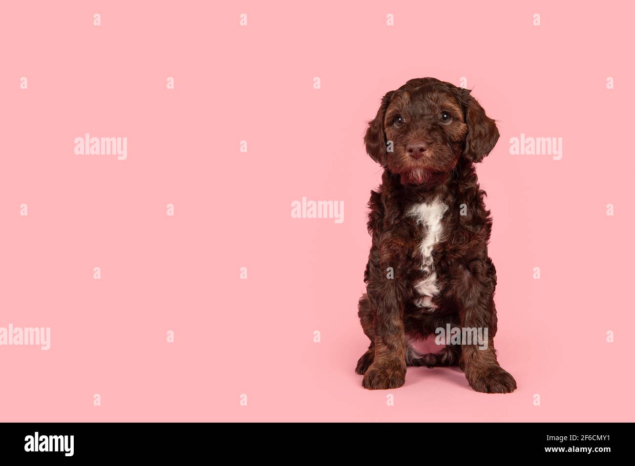 Cute brown labradoodle puppy on a pink background looking away with space for copy Stock Photo