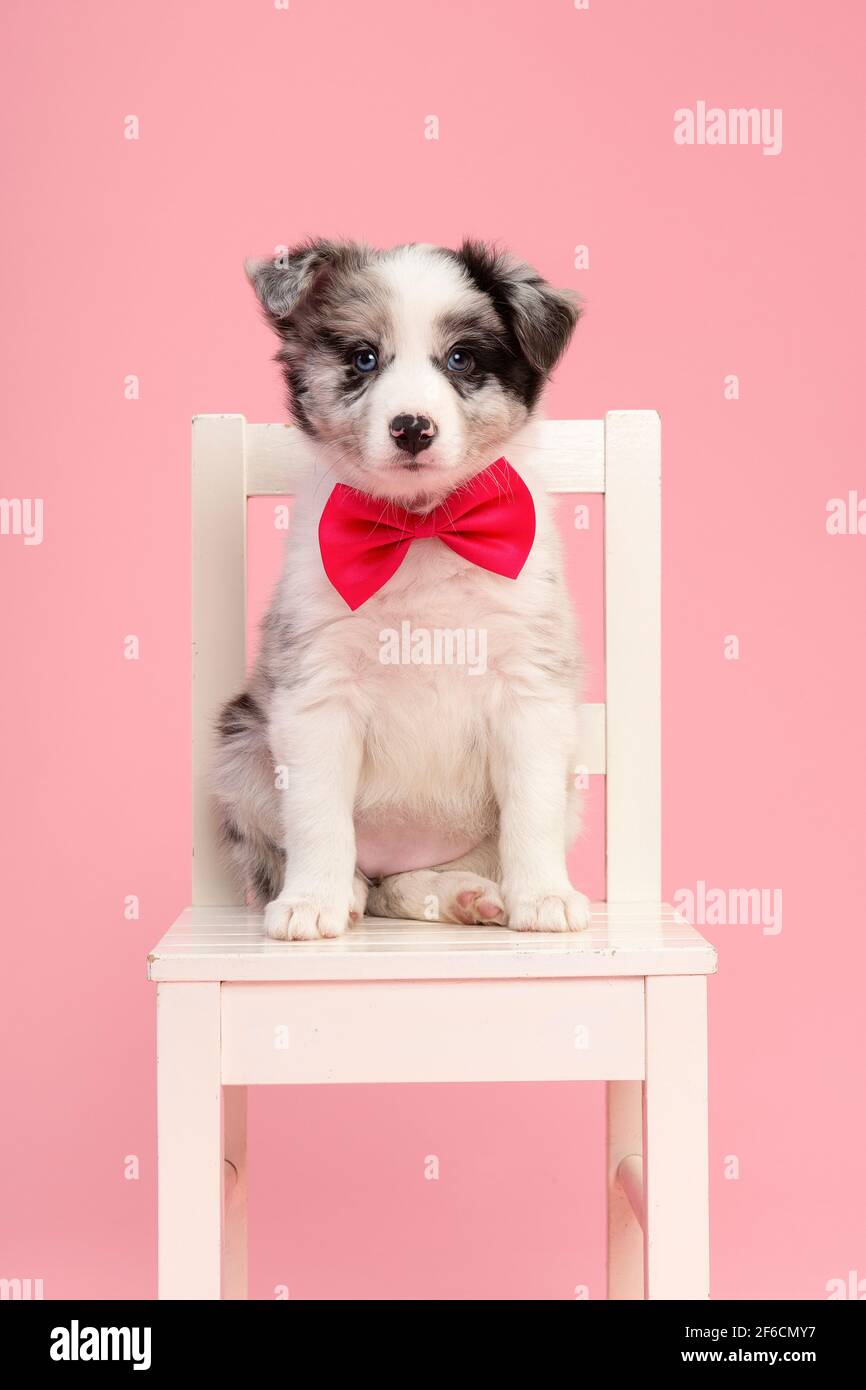 Cute  border collie puppy sitting on a white wooden chair on a pink background wearing a pink bow tie looking at the camera Stock Photo