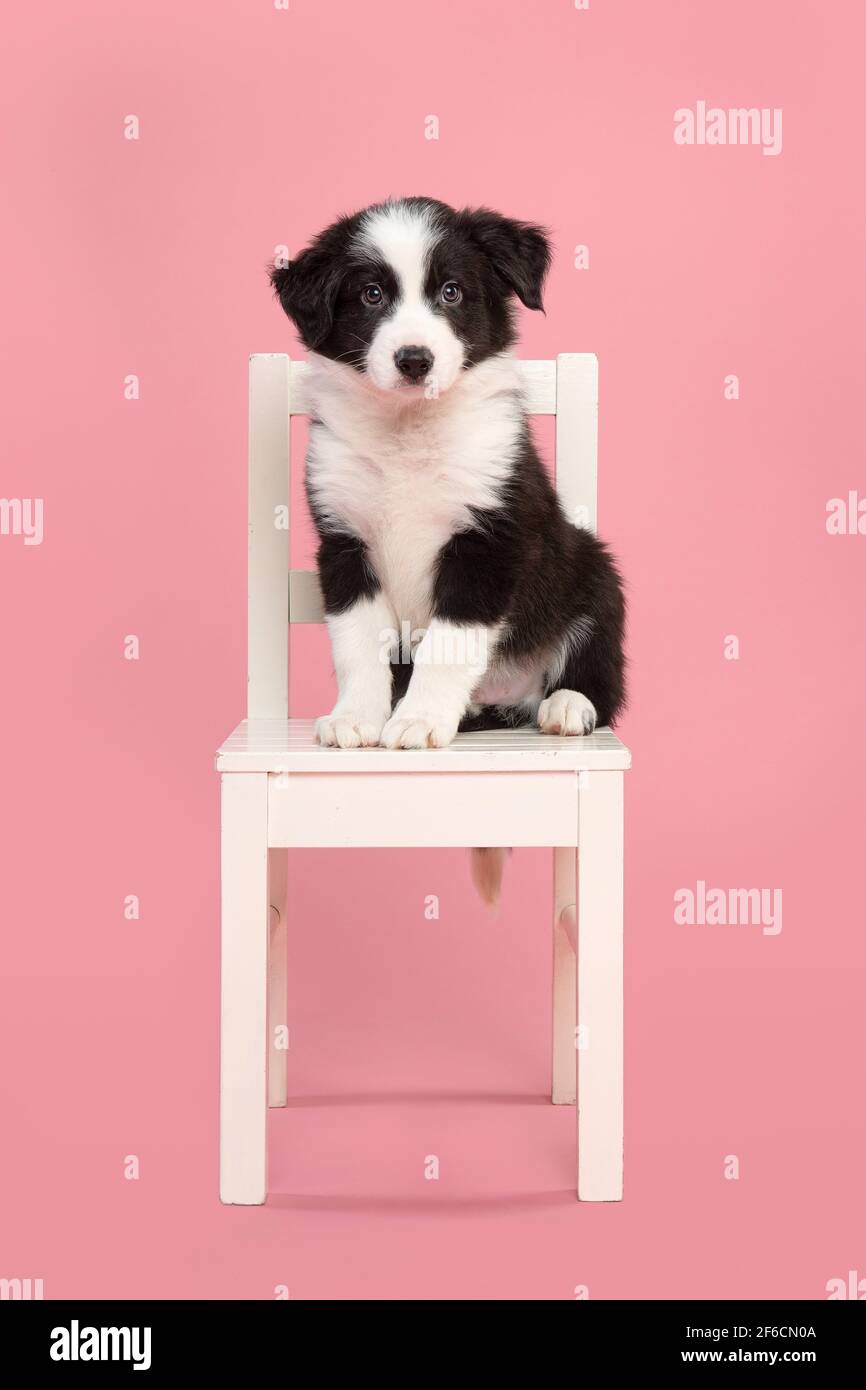 Cute border collie puppy sitting on a white wooden chair on a pink background looking at the camera Stock Photo