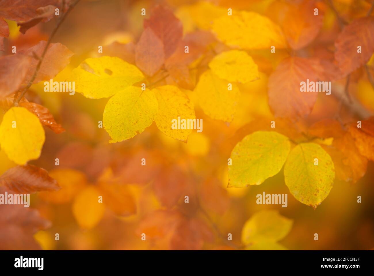 Autumn leafs in a idyllic soft focus image Stock Photo